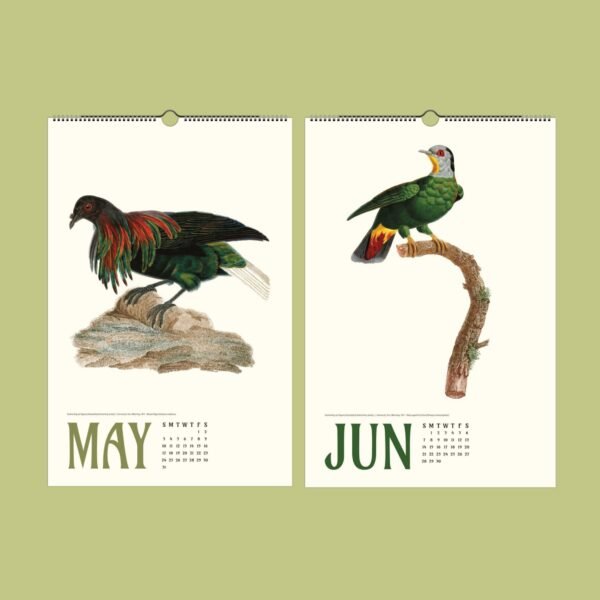 Vintage bird illustrations for May and June calendar.