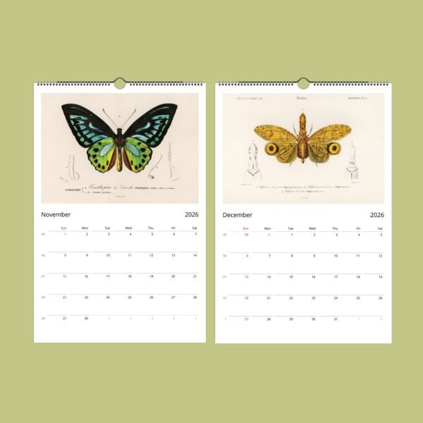 Butterfly themed 2026 calendar pages for November, December.