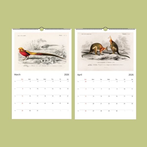 2026 calendar with bird and kangaroo illustrations