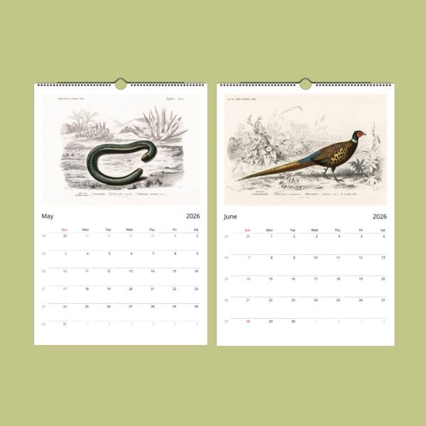 2026 calendar pages for May and June with artwork.