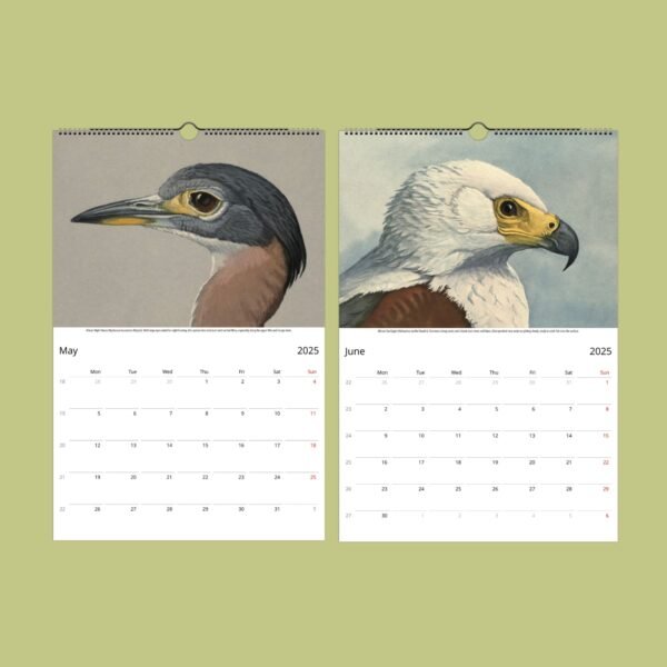 2025 calendar with bird illustrations for May and June.