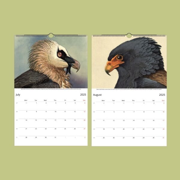 Illustrated bird calendar for July and August 2025.