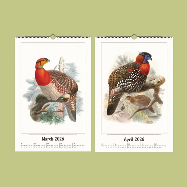 Illustrations of colorful birds on 2026 calendar.