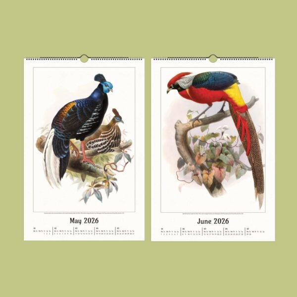2026 calendar with illustrated birds for May and June.
