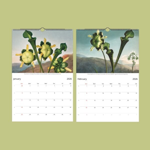 2026 calendar with flower illustrations for January, February.
