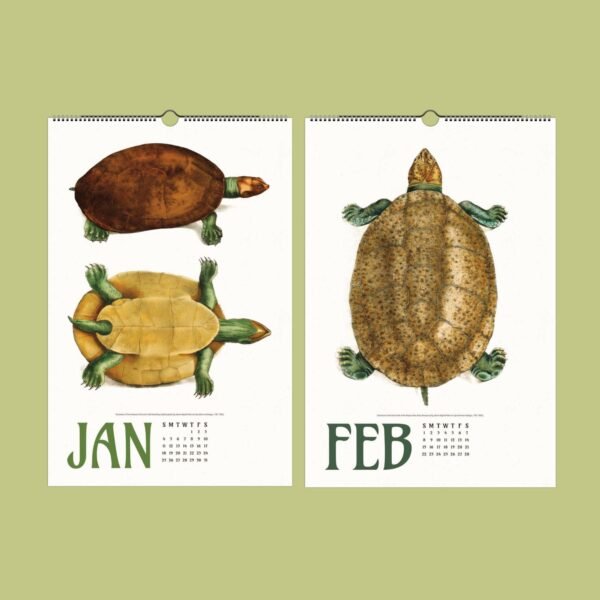 Turtle illustrations for January and February calendar