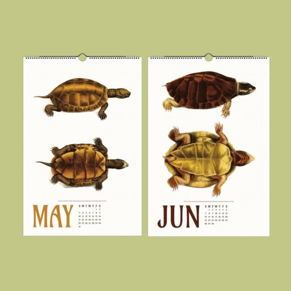 May and June turtle calendar pages
