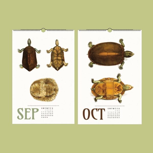 September October turtle calendar pages