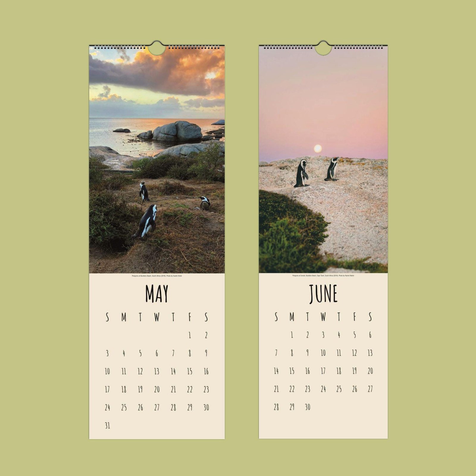 Calendar pages with penguins, May and June.