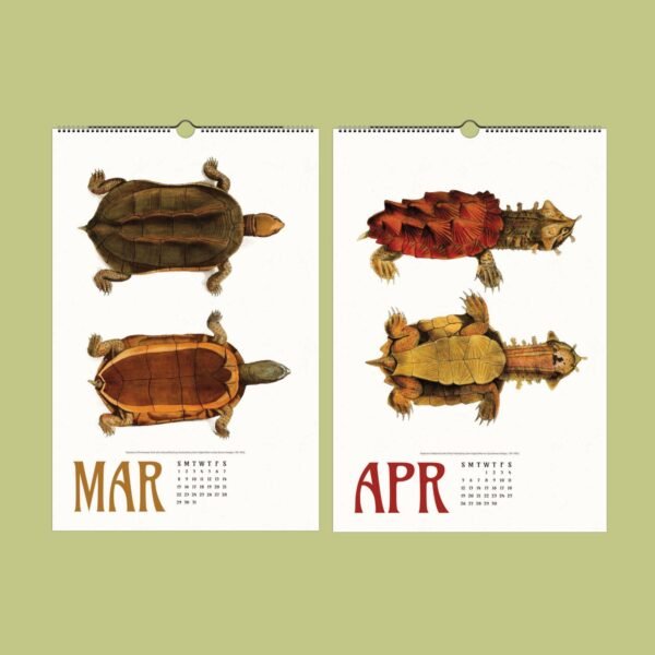 March April calendar pages with turtle illustrations