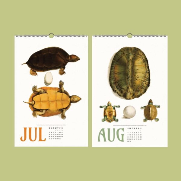 Vintage calendar pages featuring turtles, July and August.