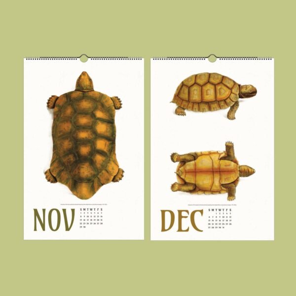 November and December tortoise calendar pages