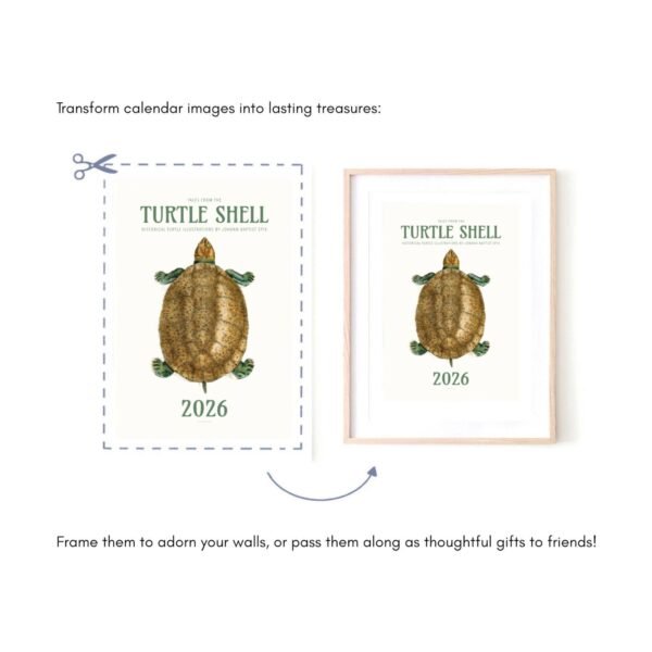 Transform 2026 turtle calendar into frameable art.
