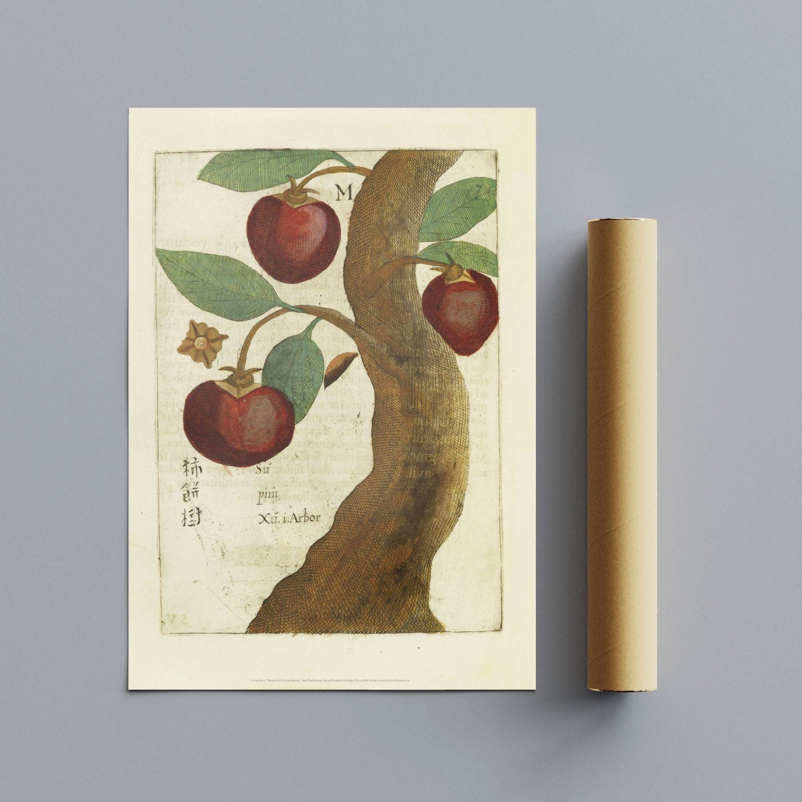 Chinese Fruit Tree by Michal Boym - Asian Fauna, Botanical Art, 17th century print, Framed - Image 10