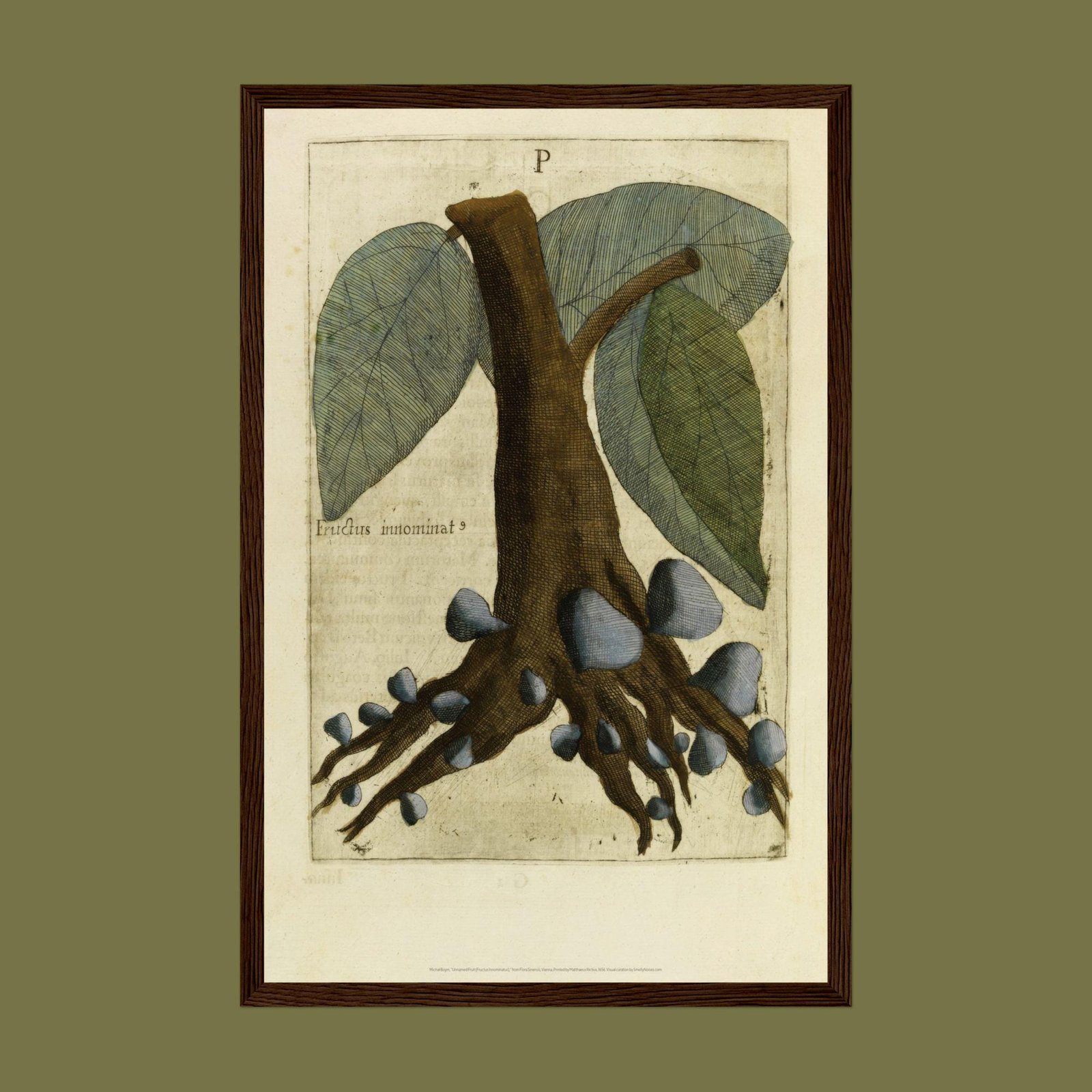 Unnamed Fruit by Michal Boym - Asian Fauna, Botanical Art, 17th century print, Framed - Image 9