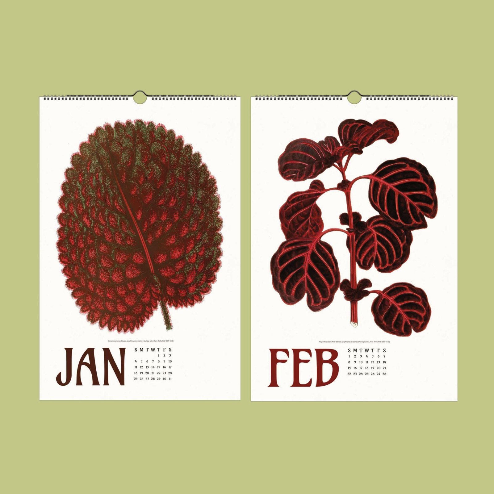 Vintage botanical calendar pages for January and February.