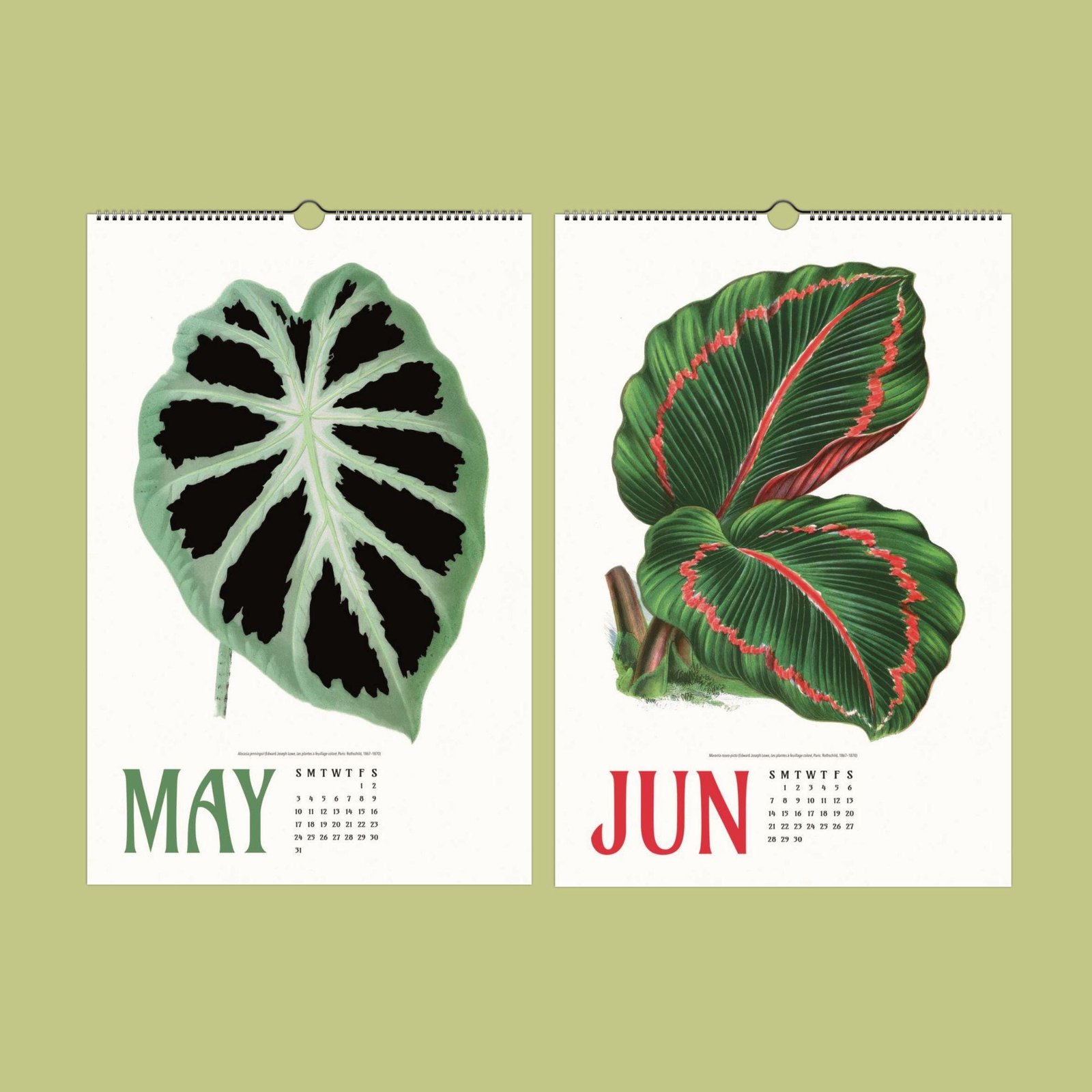 May and June botanical leaf calendar pages.