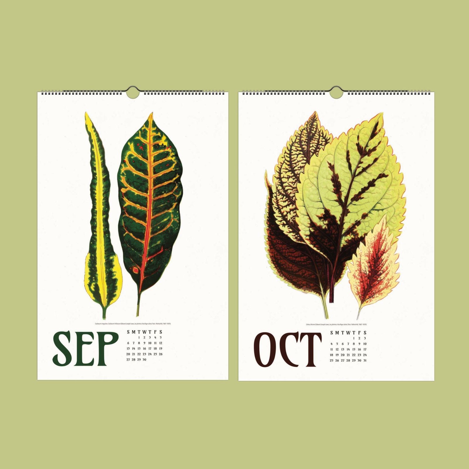 September and October calendar with leaf illustrations.