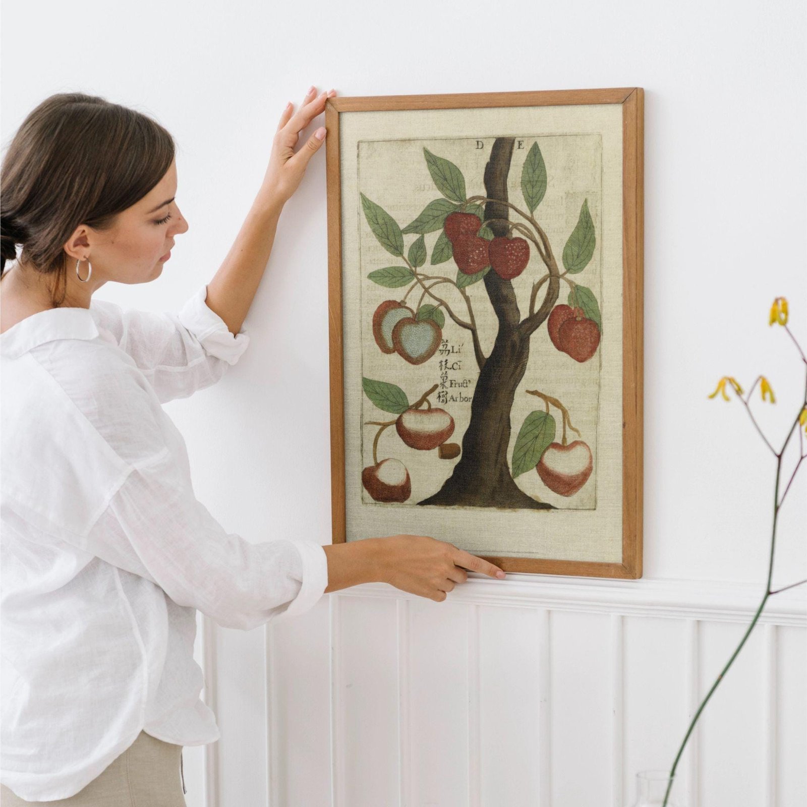 Litchi Tree by Michal Boym - Asian Fauna, Botanical Art, 17th century print, Framed - Image 2