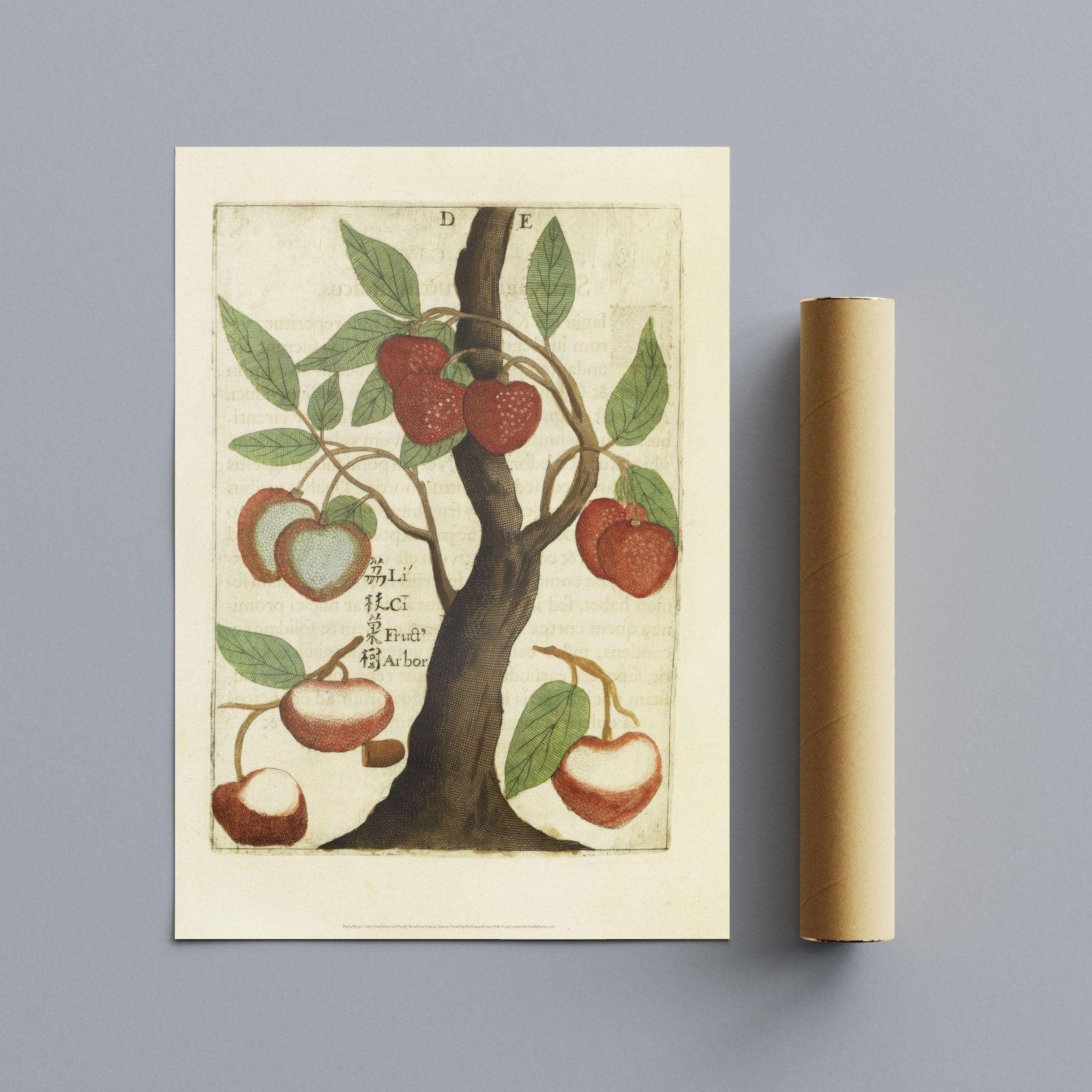 Litchi Tree by Michal Boym - Asian Fauna, Botanical Art, 17th century print, Framed - Image 10