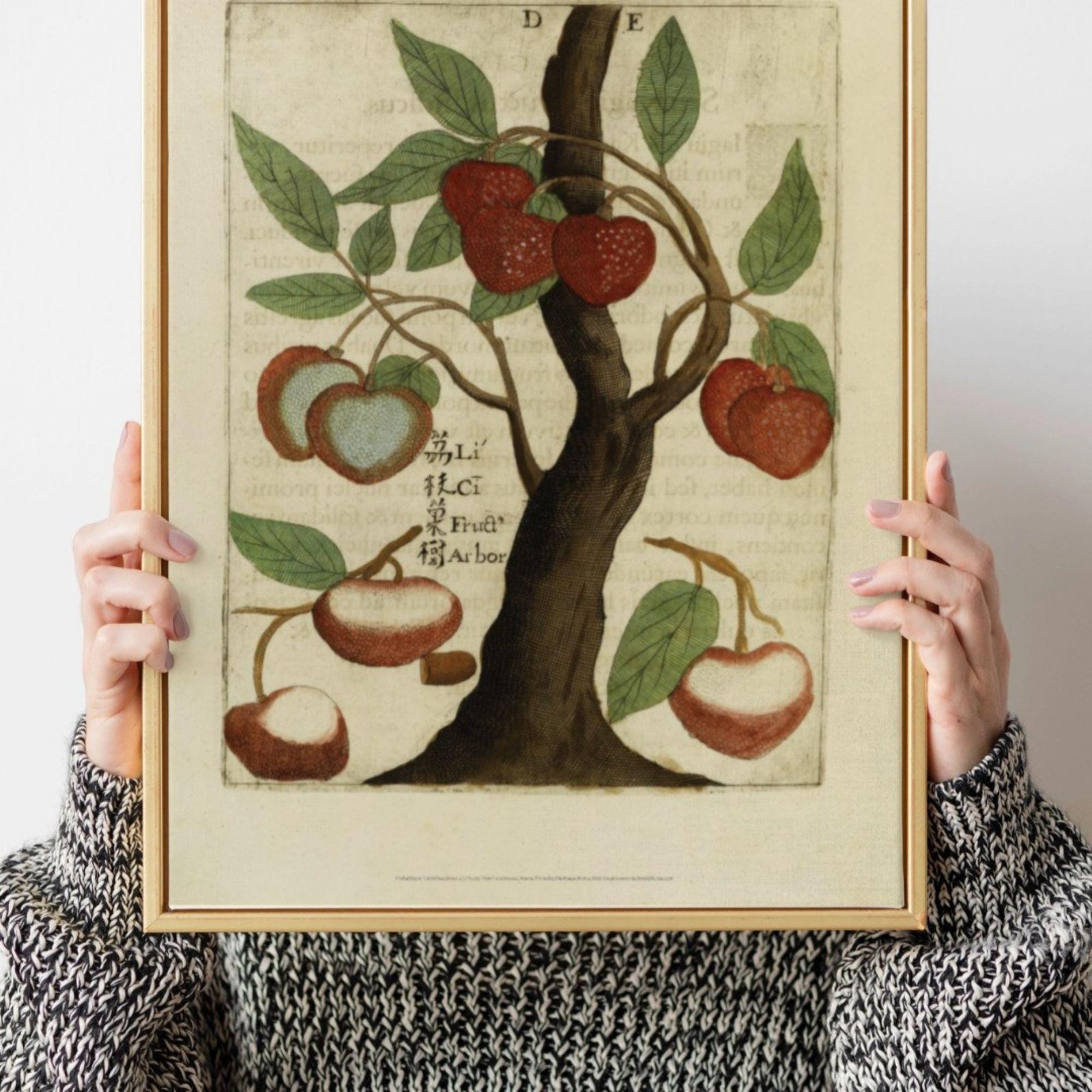 Litchi Tree by Michal Boym - Asian Fauna, Botanical Art, 17th century print, Framed - Image 5