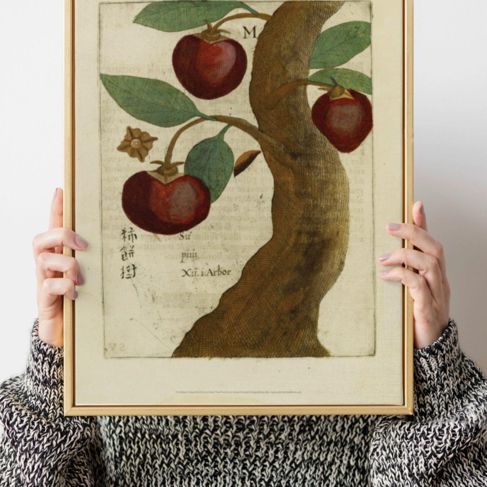 Chinese Fruit Tree by Michal Boym - Asian Fauna, Botanical Art, 17th century print, Framed - Image 5