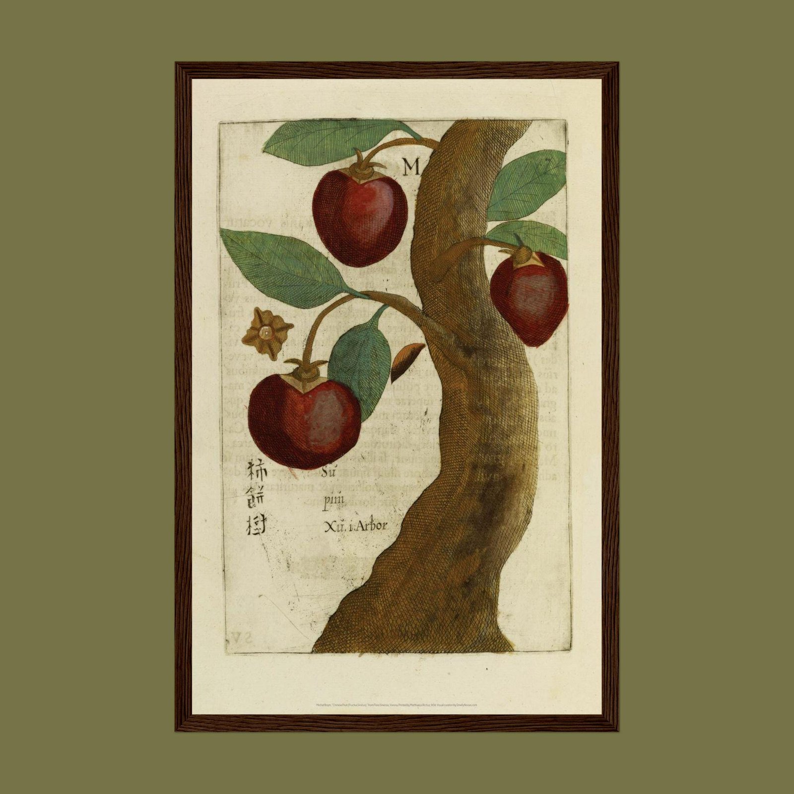 Chinese Fruit Tree by Michal Boym - Asian Fauna, Botanical Art, 17th century print, Framed - Image 9