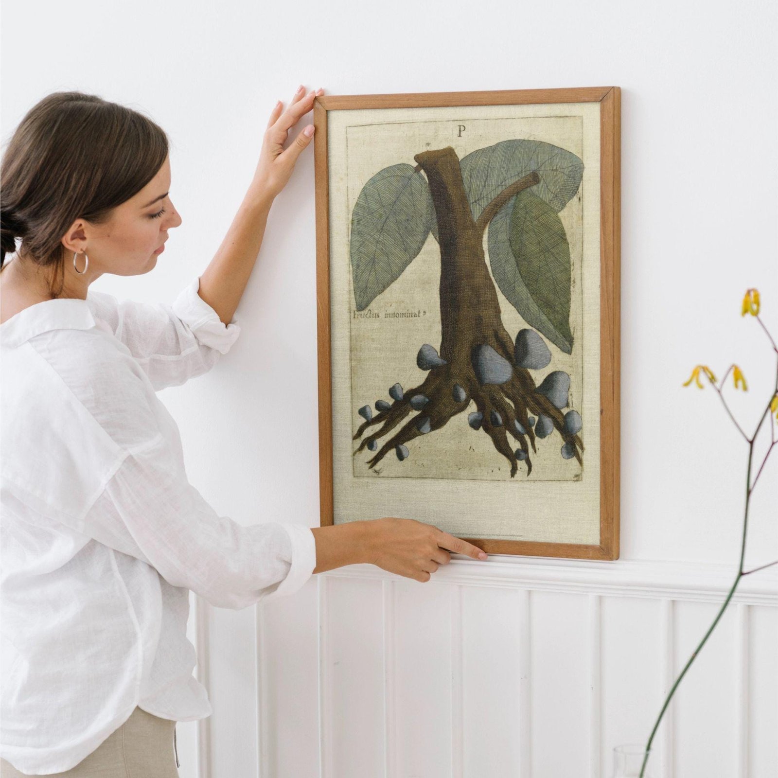 Woman hanging framed botanical illustration on wall