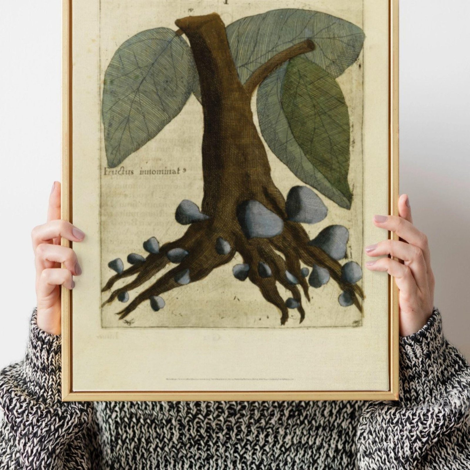 Unnamed Fruit by Michal Boym - Asian Fauna, Botanical Art, 17th century print, Framed - Image 5