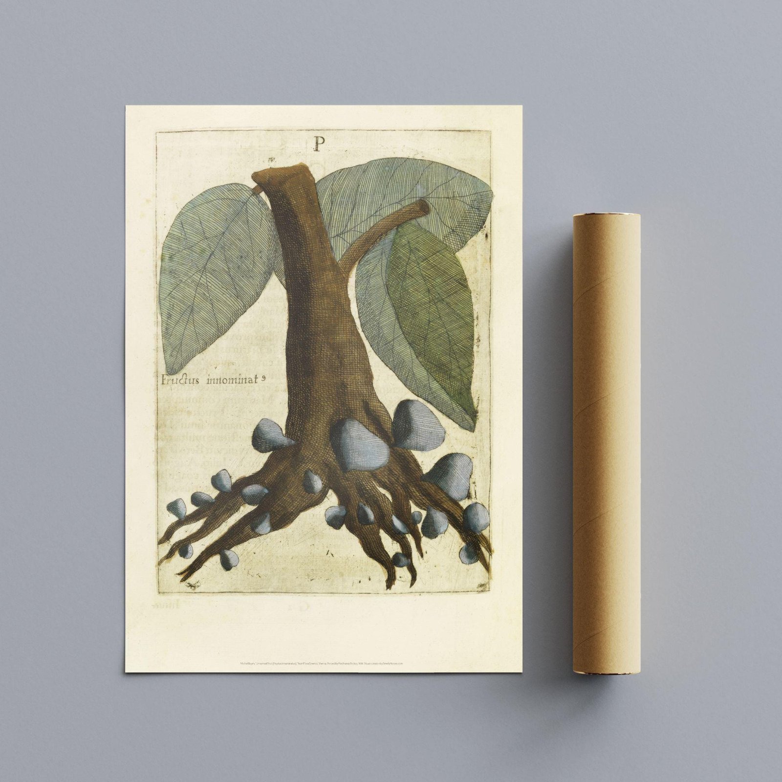 Vintage botanical print with leaves and roots.