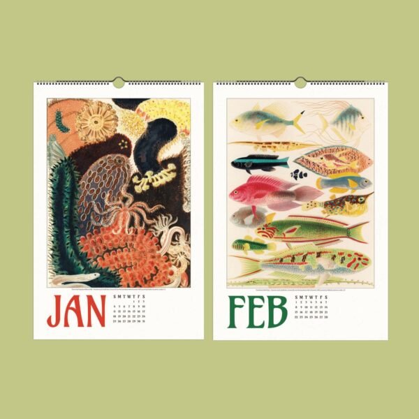 Colorful January and February illustrated calendars display.
