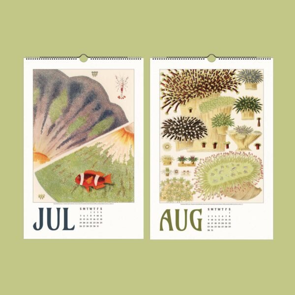 Illustrated July and August calendar pages with marine themes.