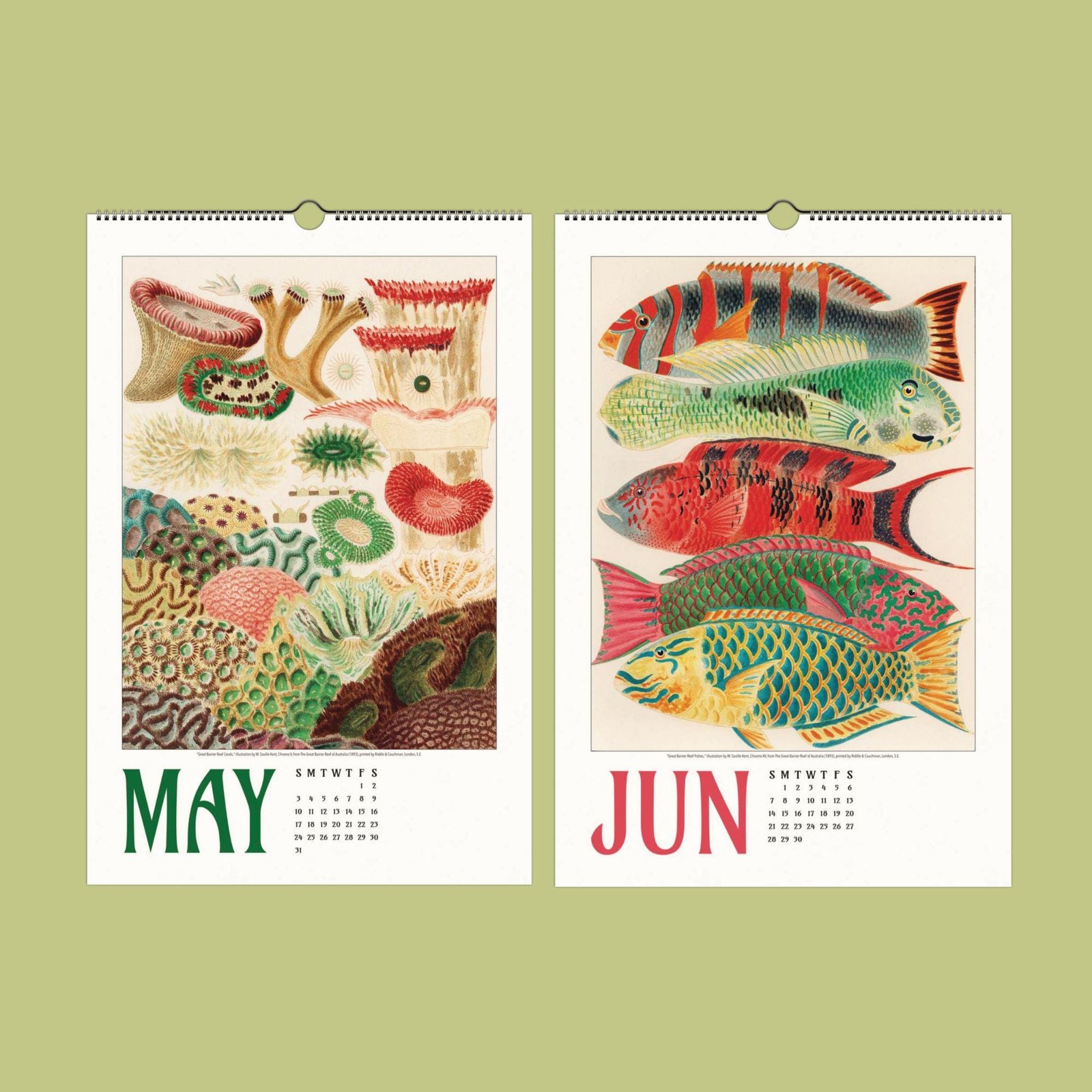 Vintage calendars featuring marine life illustrations for May and June.