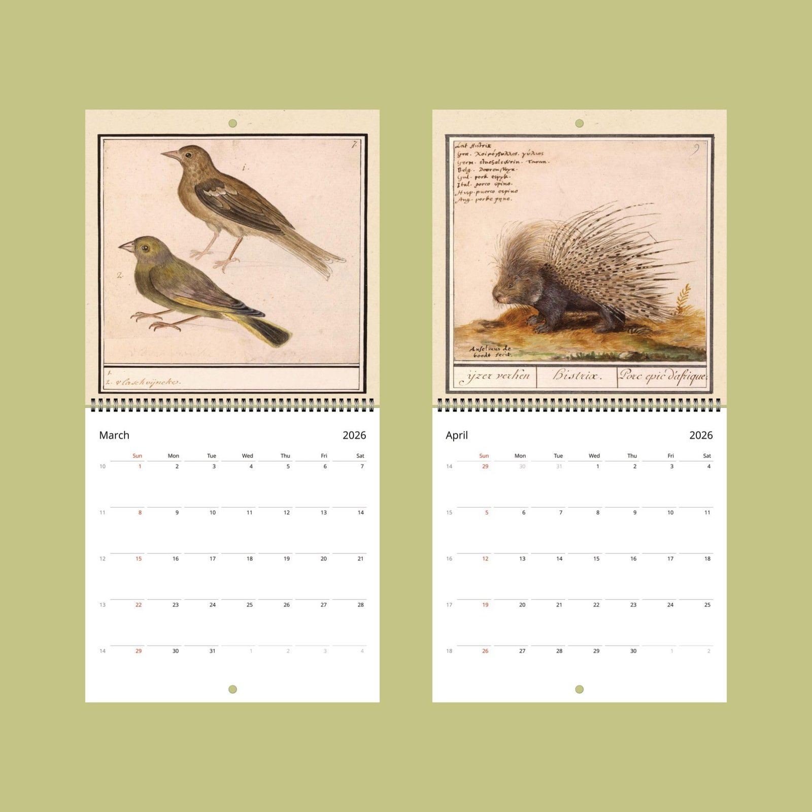 2026 calendar with bird and porcupine illustrations.