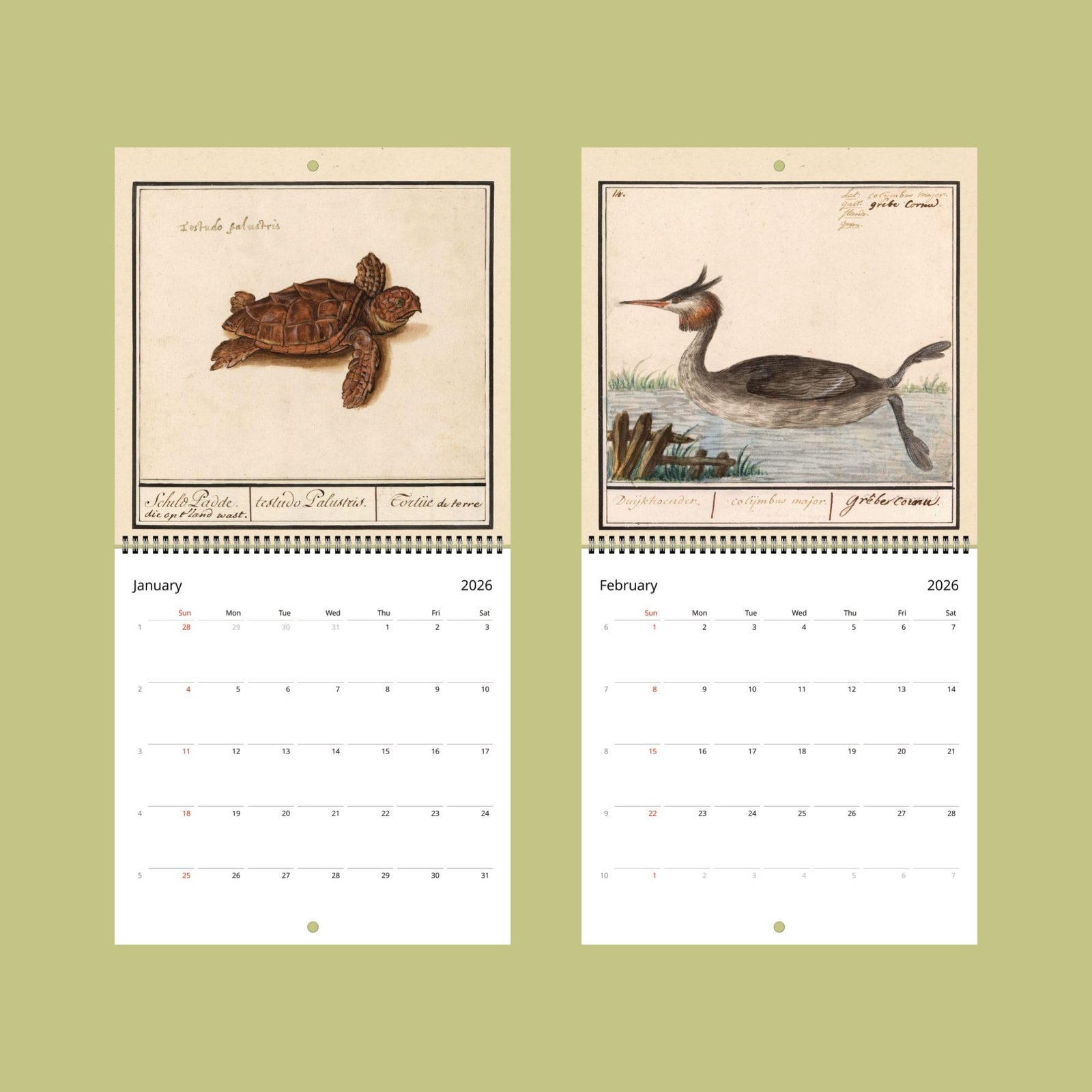 2026 calendar with turtle and bird illustrations.