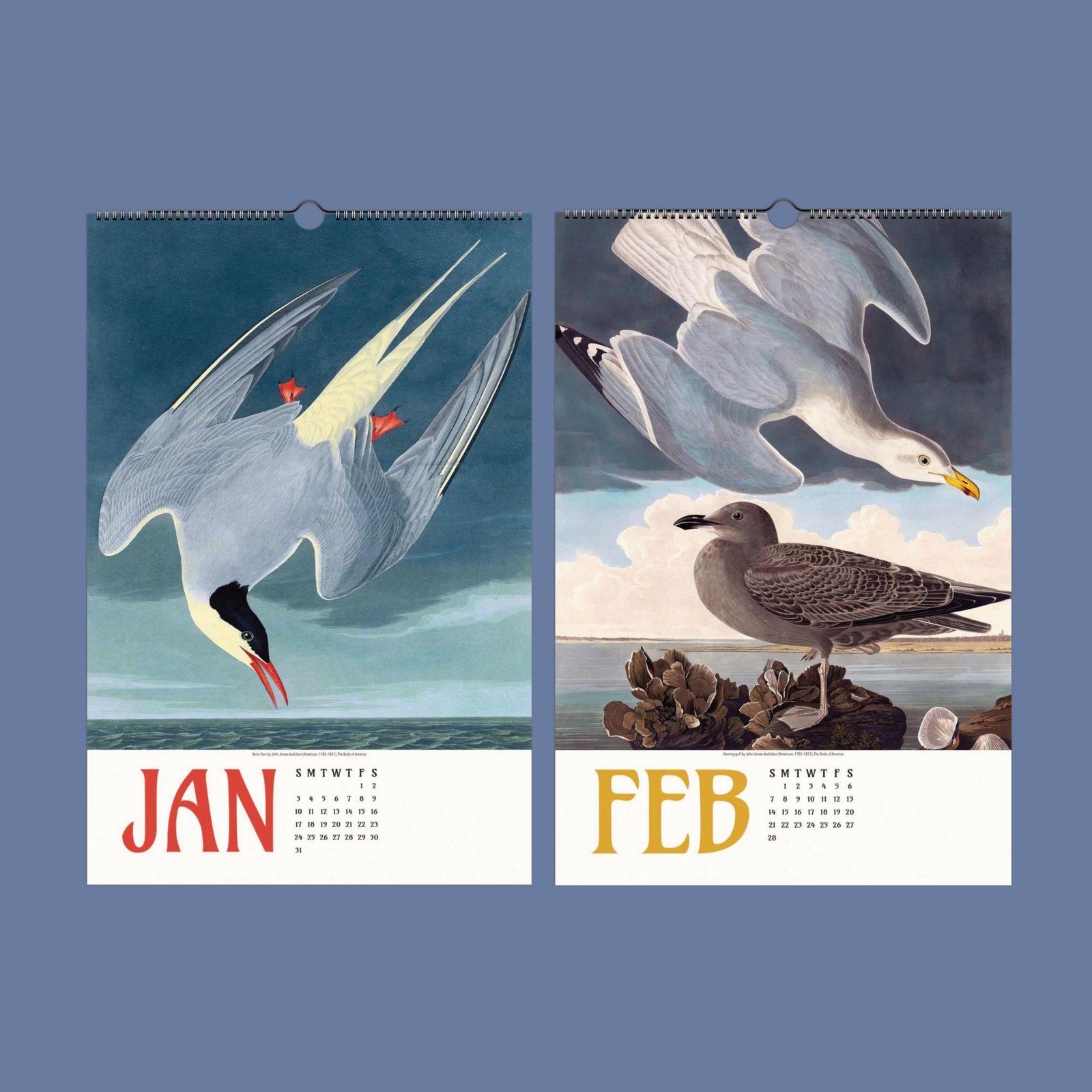 January and February bird calendar illustrations.