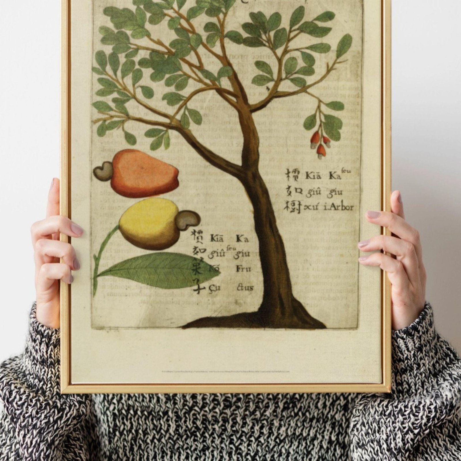 Person holding framed botanical illustration with text.