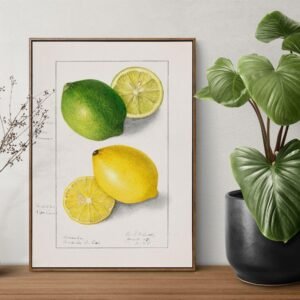 Framed citrus illustration with potted plant nearby.