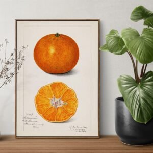 Vintage citrus illustration, framed, next to green plant.