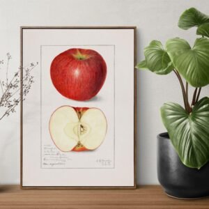 Framed apple illustration on table with plant.