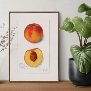 Framed peach illustration with plant beside it.