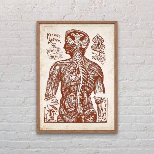 Nervous System