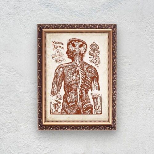 Nervous System