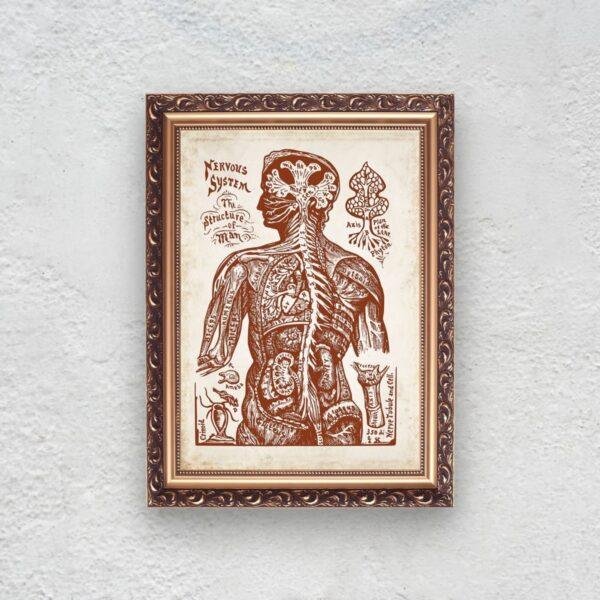 Nervous System