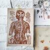 Nervous System