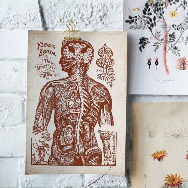 Nervous System