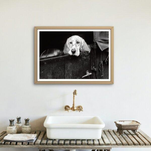 Pawsitively Hilarious - Vintage Photographs