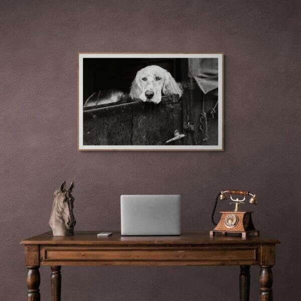 Pawsitively Hilarious - Vintage Photographs