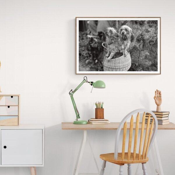 Mini Mutts with Big Stories - Vintage Photographs