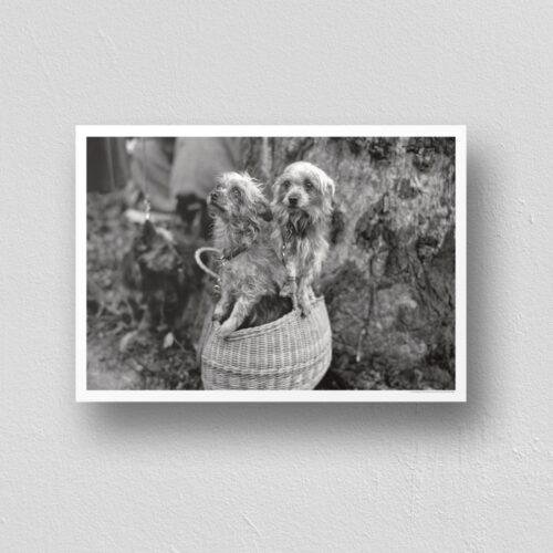 Mini Mutts with Big Stories - Vintage Photographs